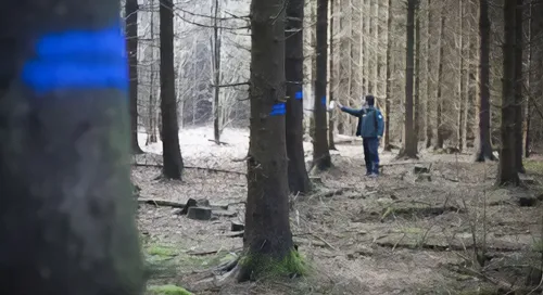 Bombes de peinture pour marquage forestier