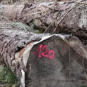 Peinture Fluo Marker SOPPEC