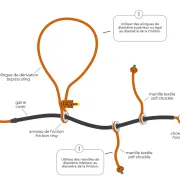 Elingue de Dérivation Sequorope -