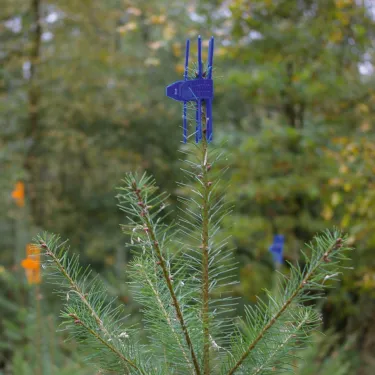 Protection bourgeon Plantagard Cactus bleu (paquet de 100 pièces)