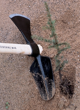 Houe double tête ovale