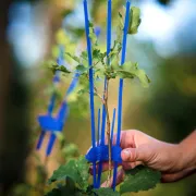 PlantaGard cactus PRO BLEU x 100