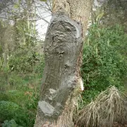 Seau 5 kg de cicatrisant pour arbre - LAC BALSAM