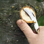 Seau 5 kg de cicatrisant pour arbre - LAC BALSAM
