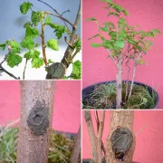 Seau 5 kg de cicatrisant pour arbre - LAC BALSAM