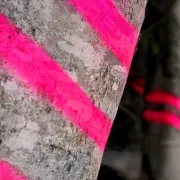 Peinture Forestière SOPPEC Fluo