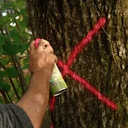 Peinture Forestière SOPPEC Fluo