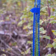 Protection bourgeon, Cactus Pro bleu (x1000) - PLANTAGUARD