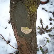 Seau 5 kg de cicatrisant pour arbre - LAC BALSAM
