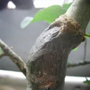 LAC BALSAM - Seau de 5 kg.