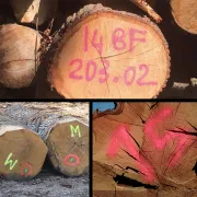 Peinture Forestière SOPPEC Fluo