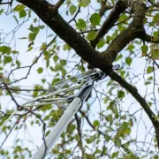 Echenilloir ArboRapid BERGER