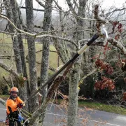 Crochet universel BERGER Arborapid